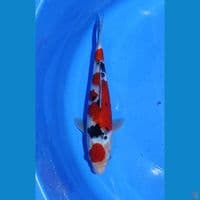 SAMIDI 30CM ~ MALE