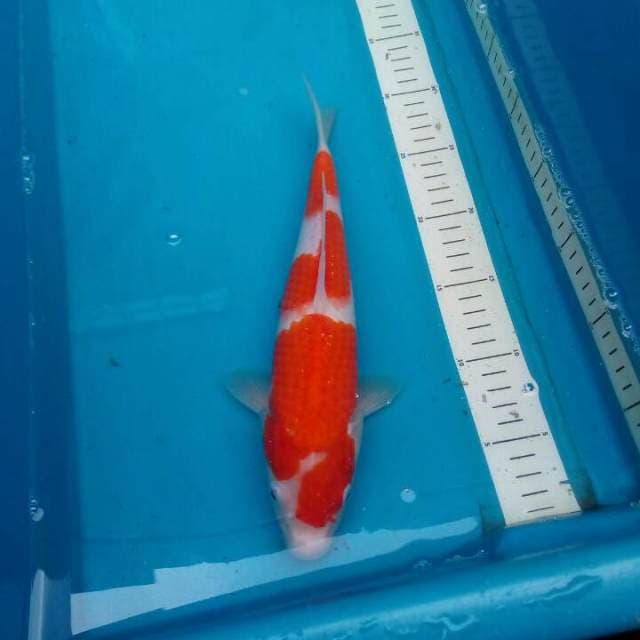 Kohaku Tosai