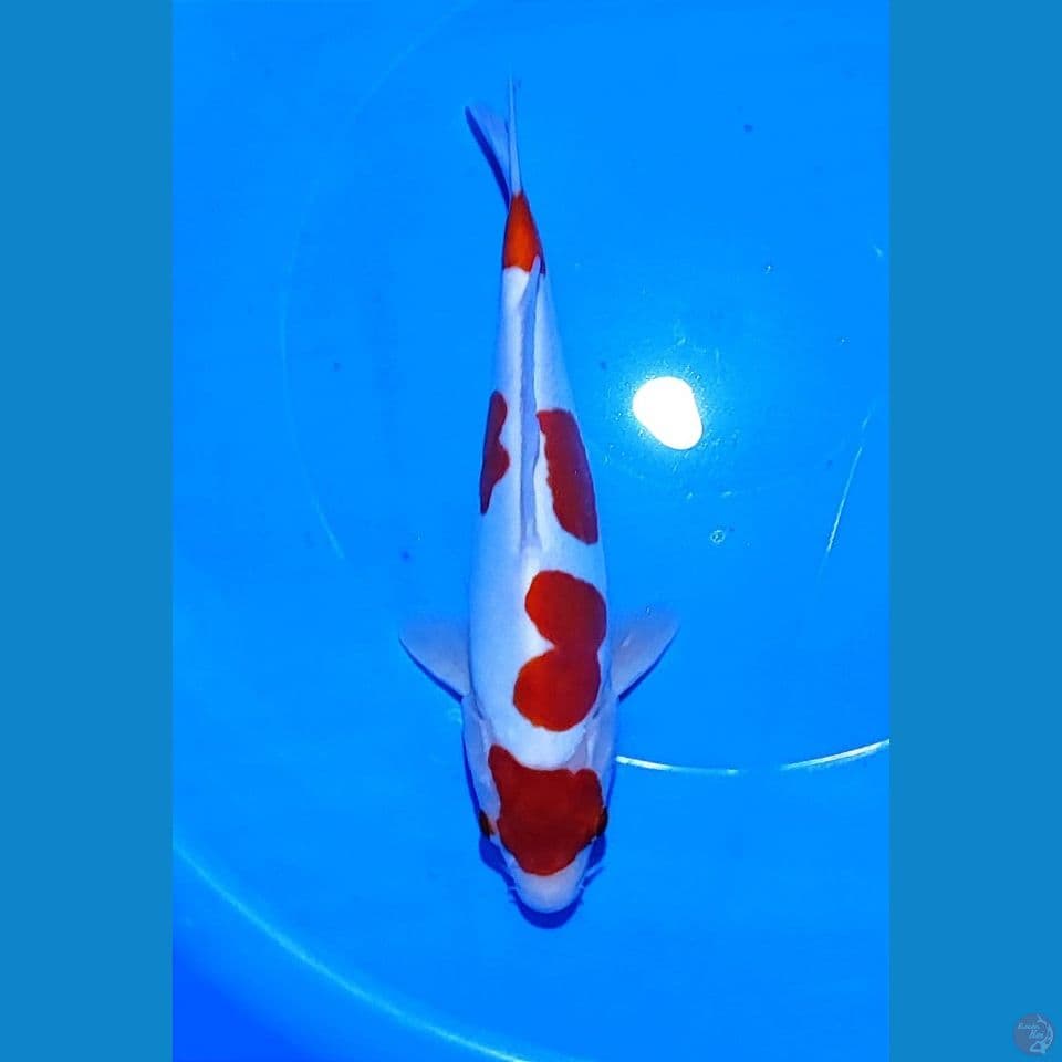 REJEKI MURNI 28CM ~ MALE