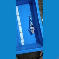 Ready magetan Kelas G  Shiro -30 cm