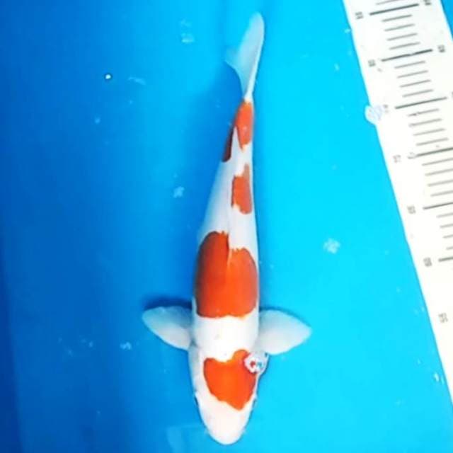 Lihat video 40cm kohaku doitsu good skin