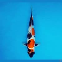 MAGOI 4 - Showa Evo 28 cm/fm ®