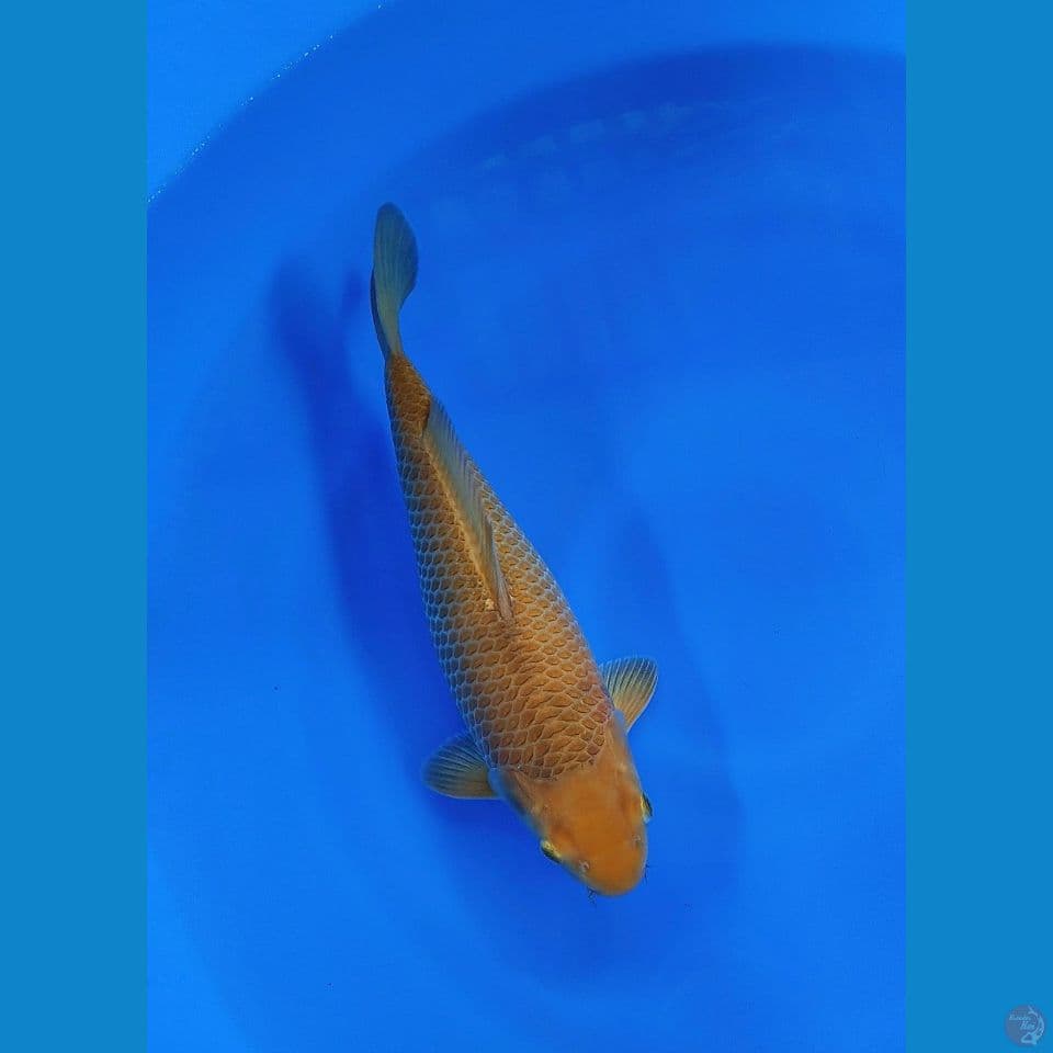 36 female