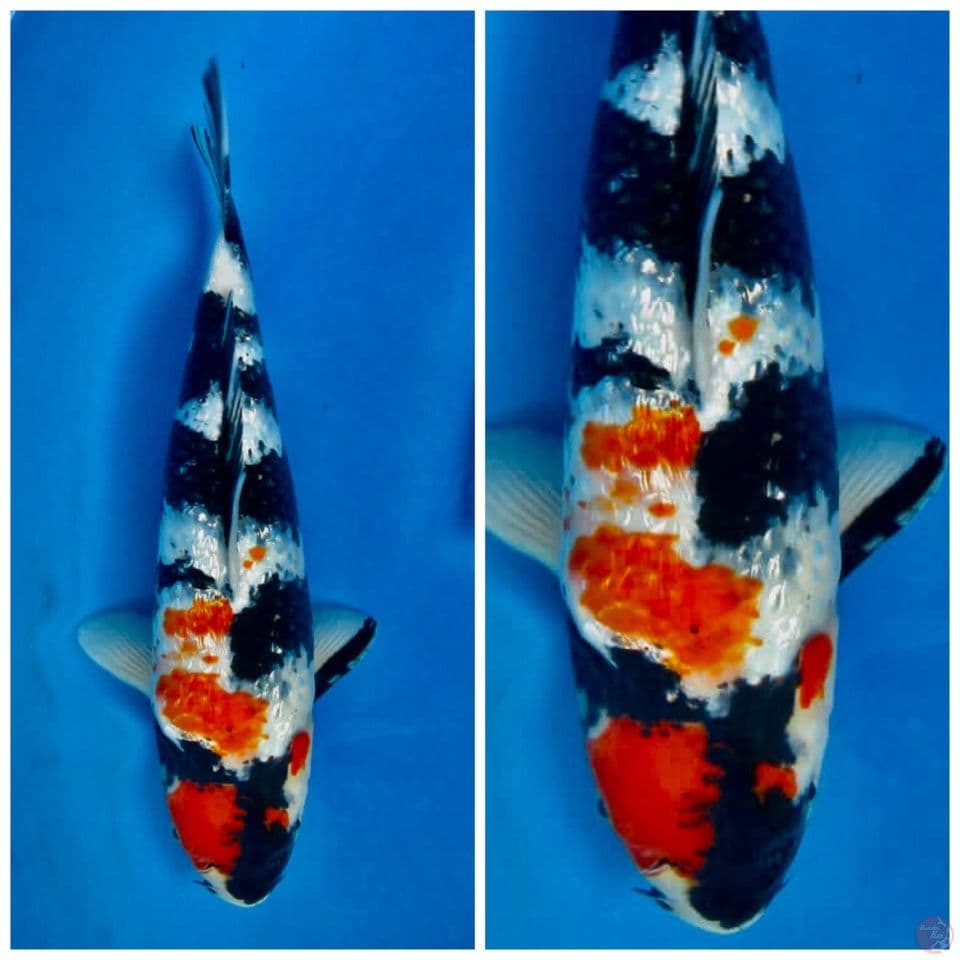 Kindai showa gingrin 34cm calon jumbo