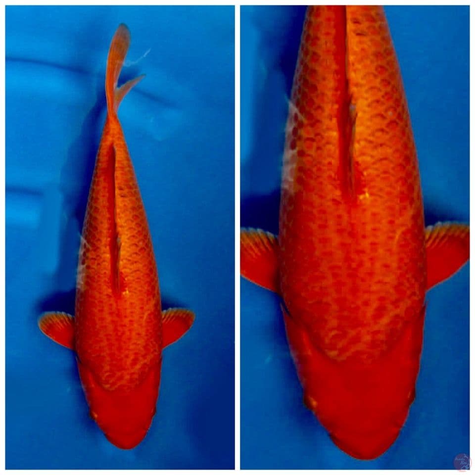 red karamel 37cm 