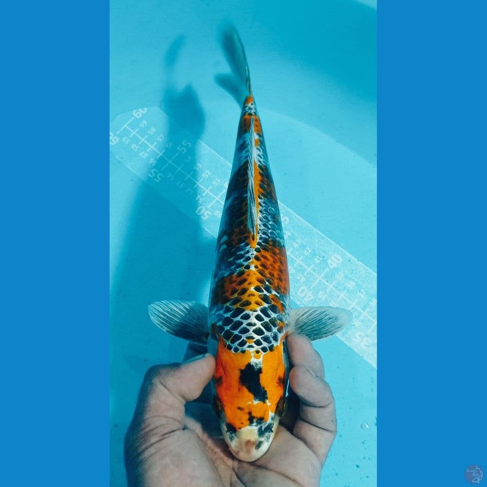 NYENI (33CM)
