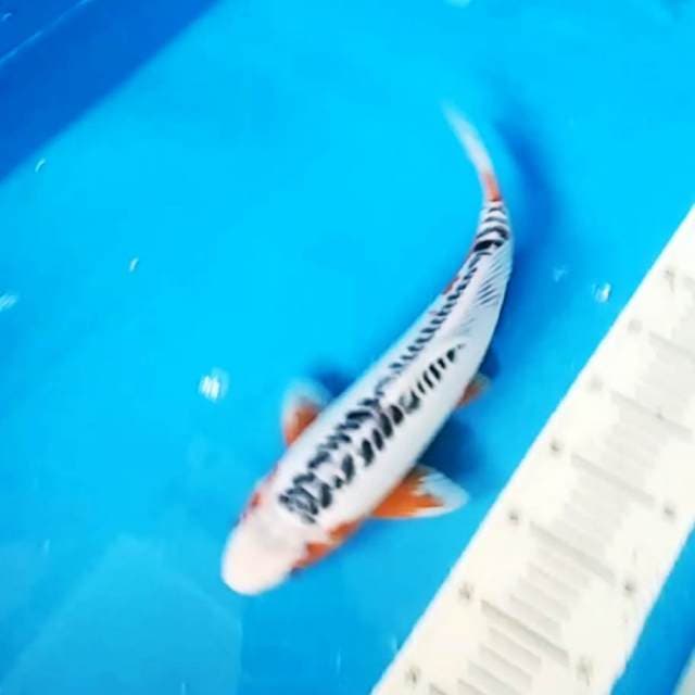 Shusui 36cm..bener bener bagus