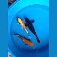 paket mix 3ekor. bikin kolam lebih hidup