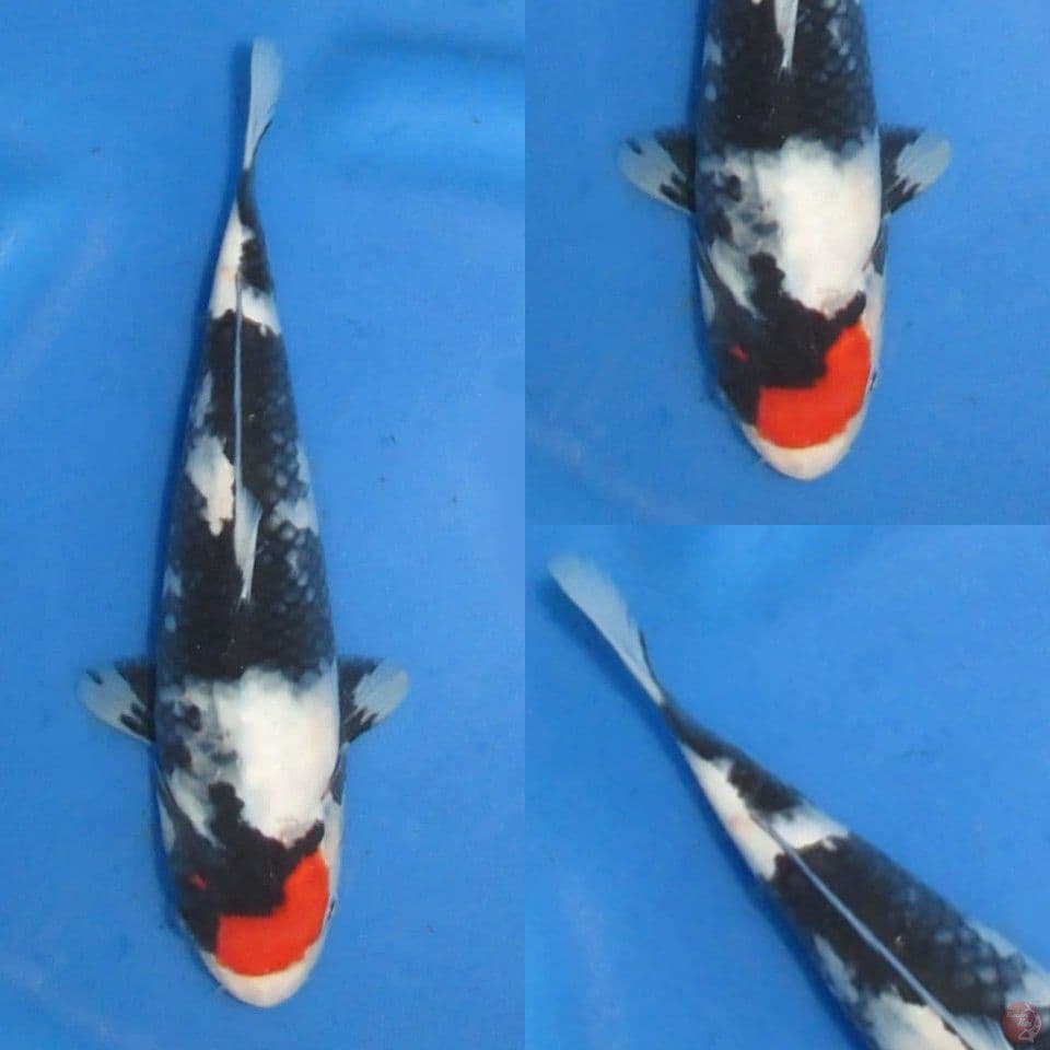 24cm male , Tancho Showa 