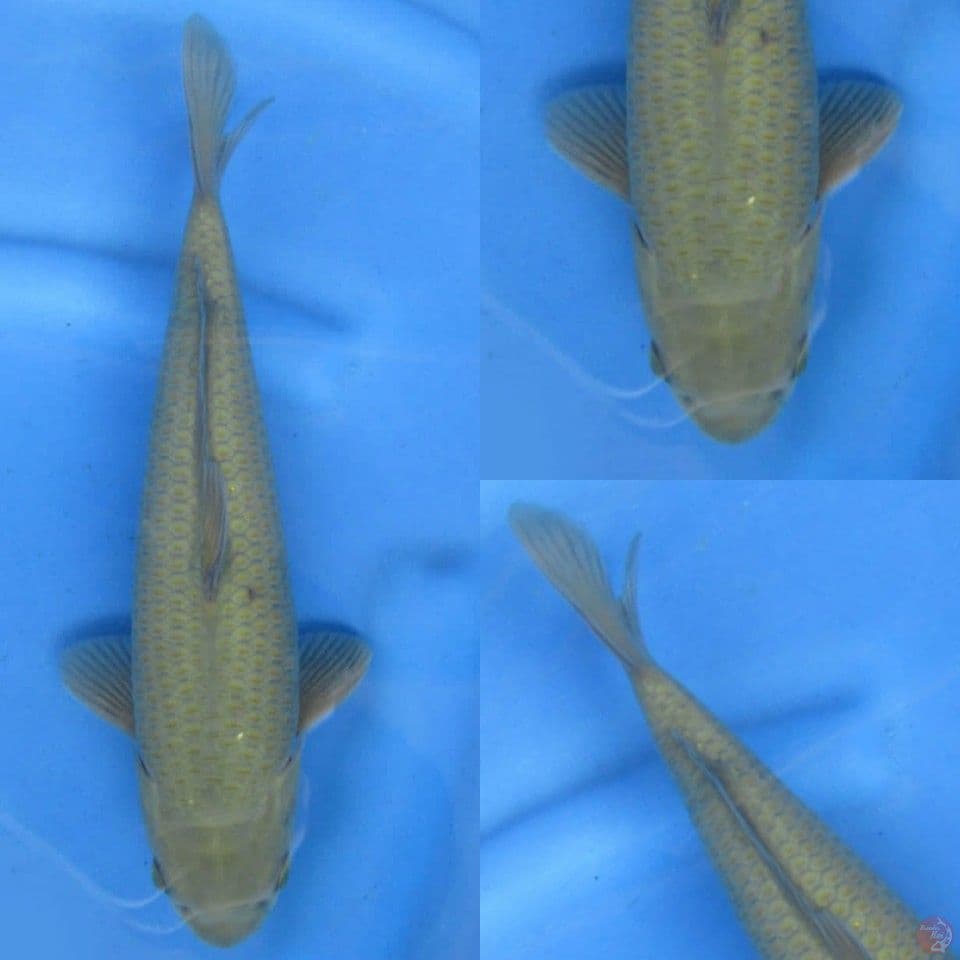 30cm marusei chagoi 