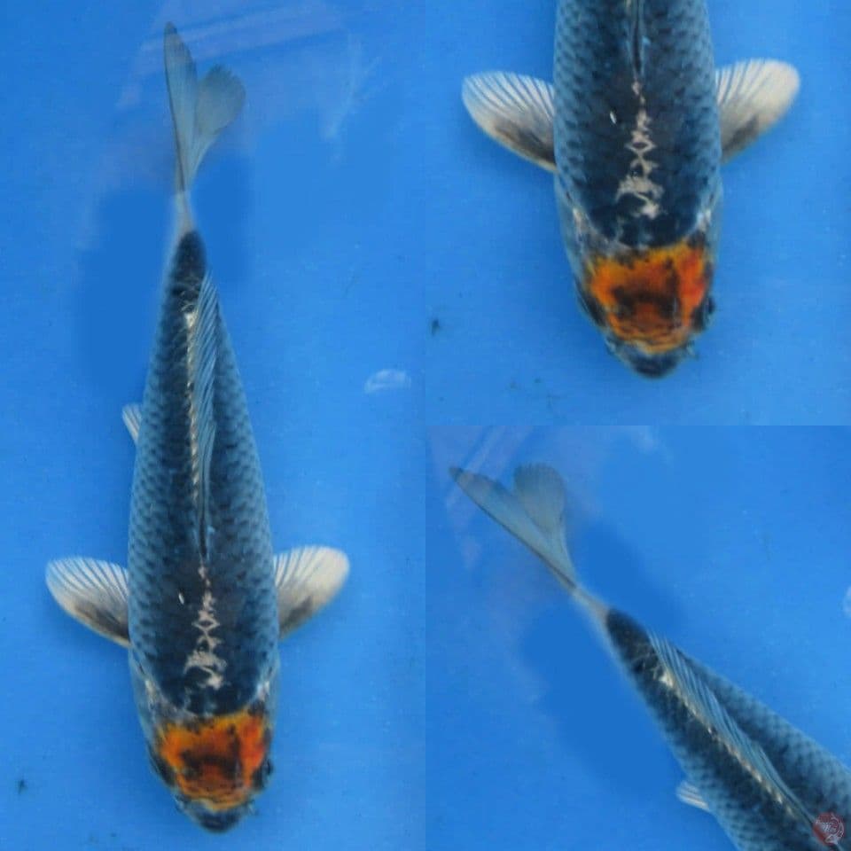 15cm , Tancho Ginga 