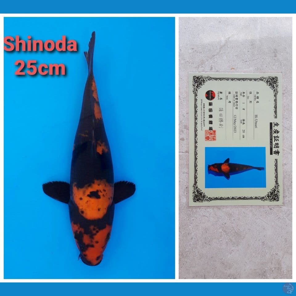 SHINODA HIUTSURI 25CM SERTI
