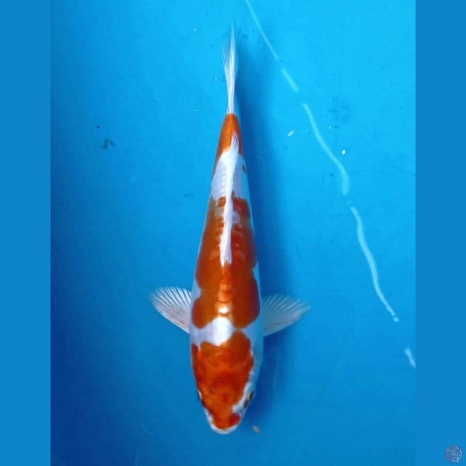 kikushui, 19 cm