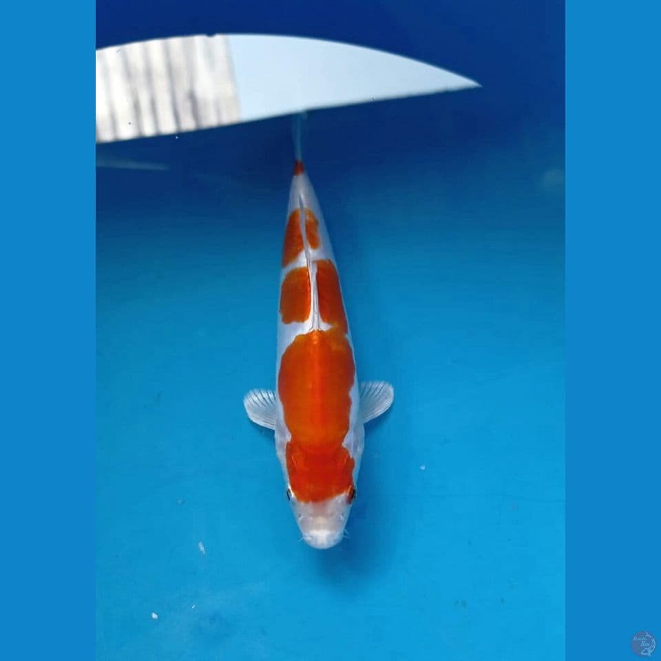 kikushui, 18 cm