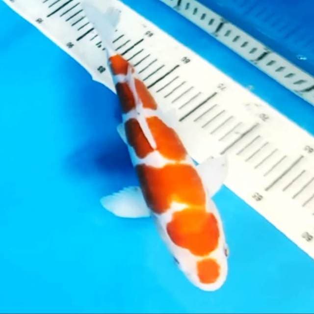 6 step kohaku doitsu SQ sangat bagus