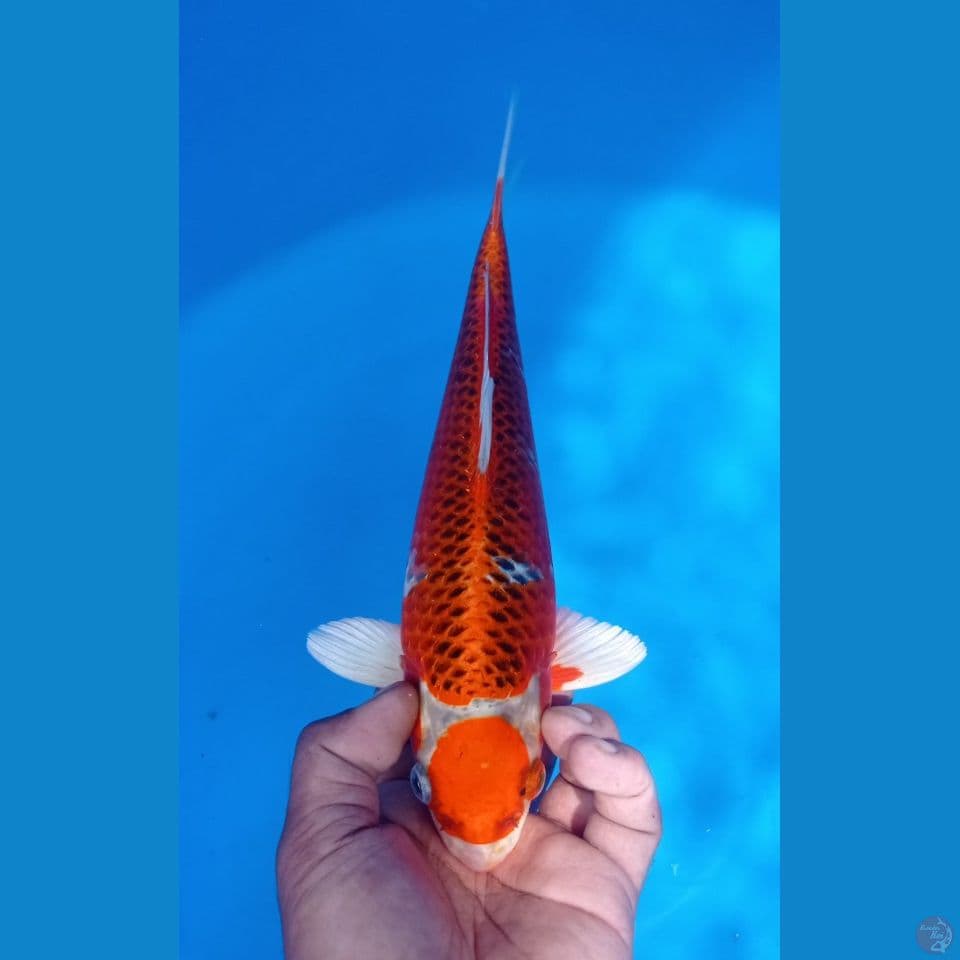KUJAKU 32CM