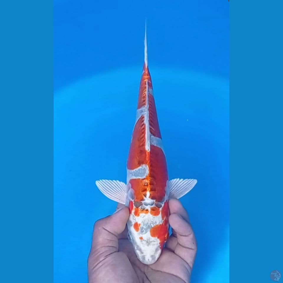 KUJAKU DOITSU 30CM