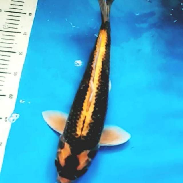 Kabuto 46cm muanteeb