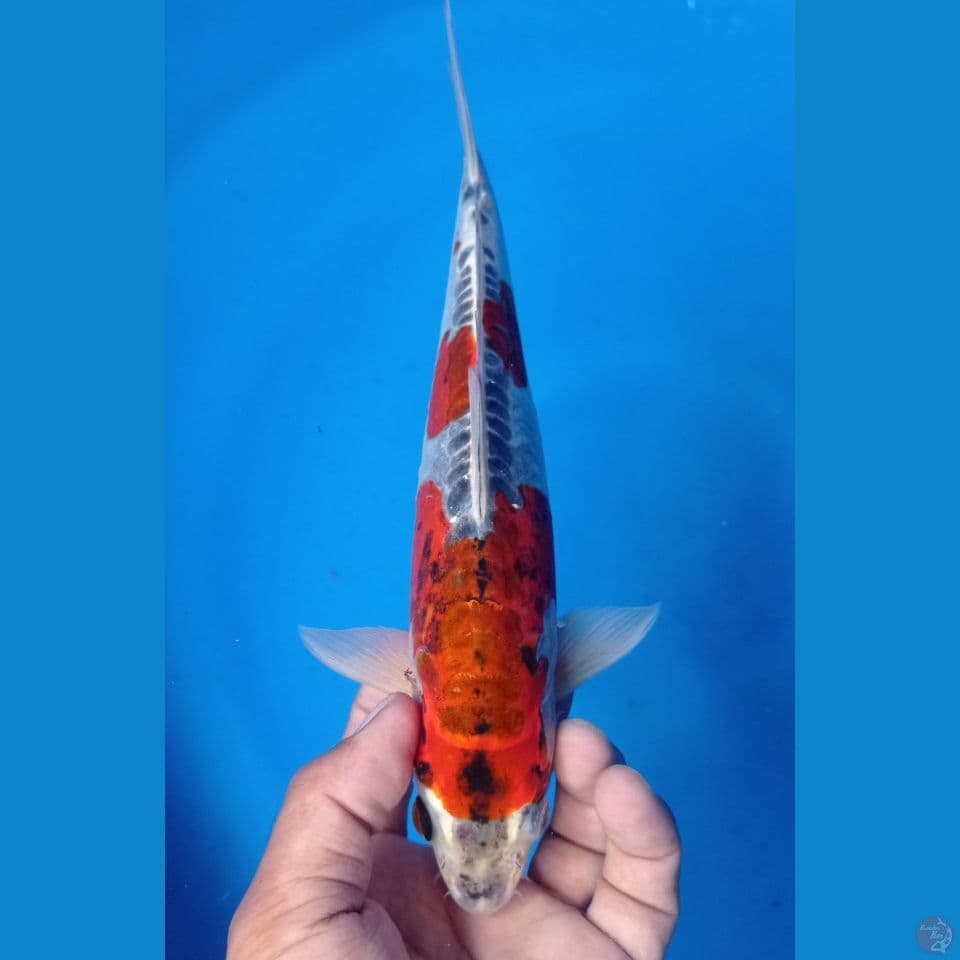 KIKO 29CM