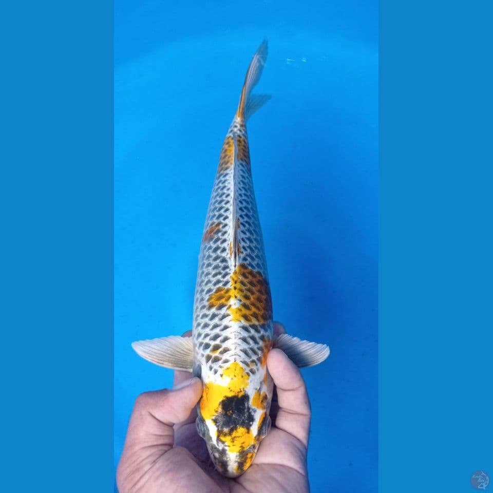 GINGA KUNING 34CM