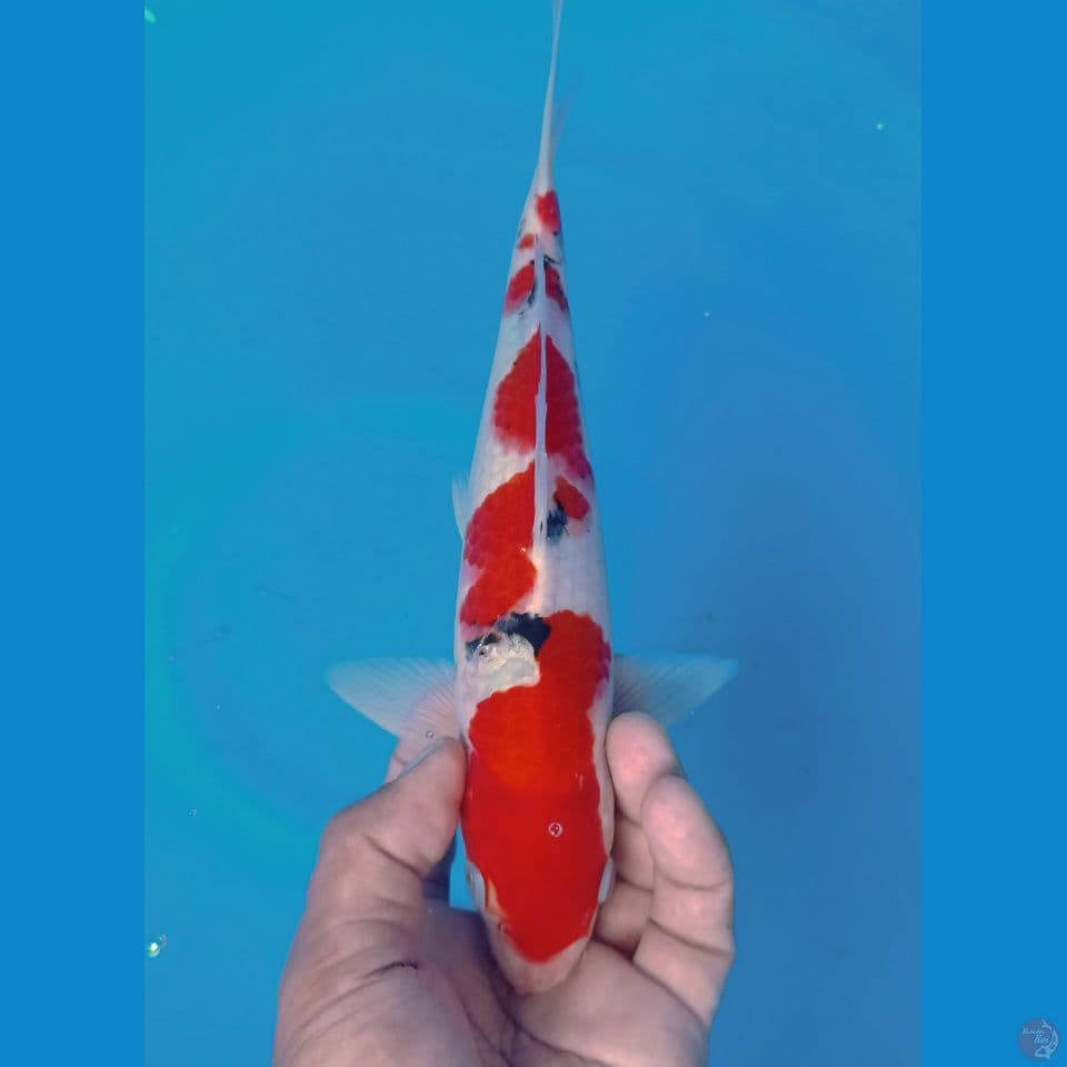 SANKE 30CM