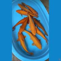 35-45Bu 10 ekor