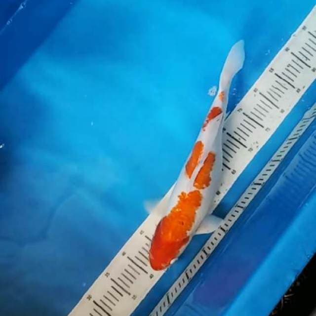 Kohaku 46cm..jumbo size bàgus