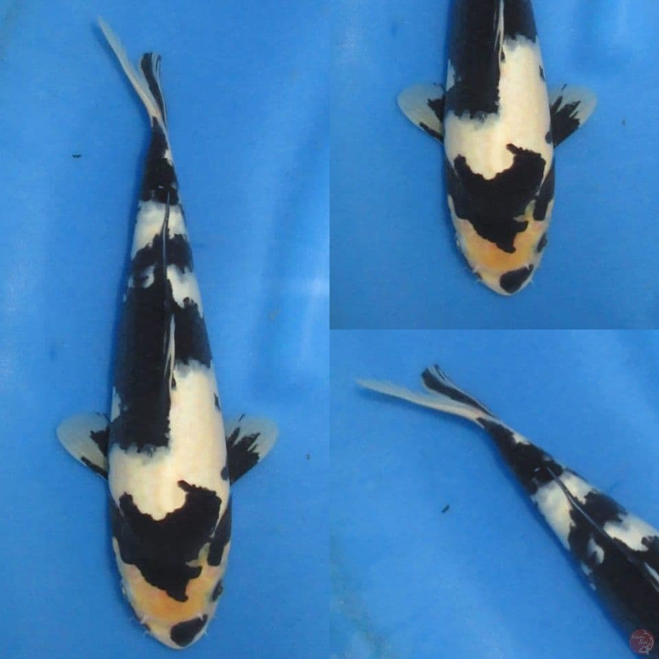 30cm, Shiro sumi pekat 