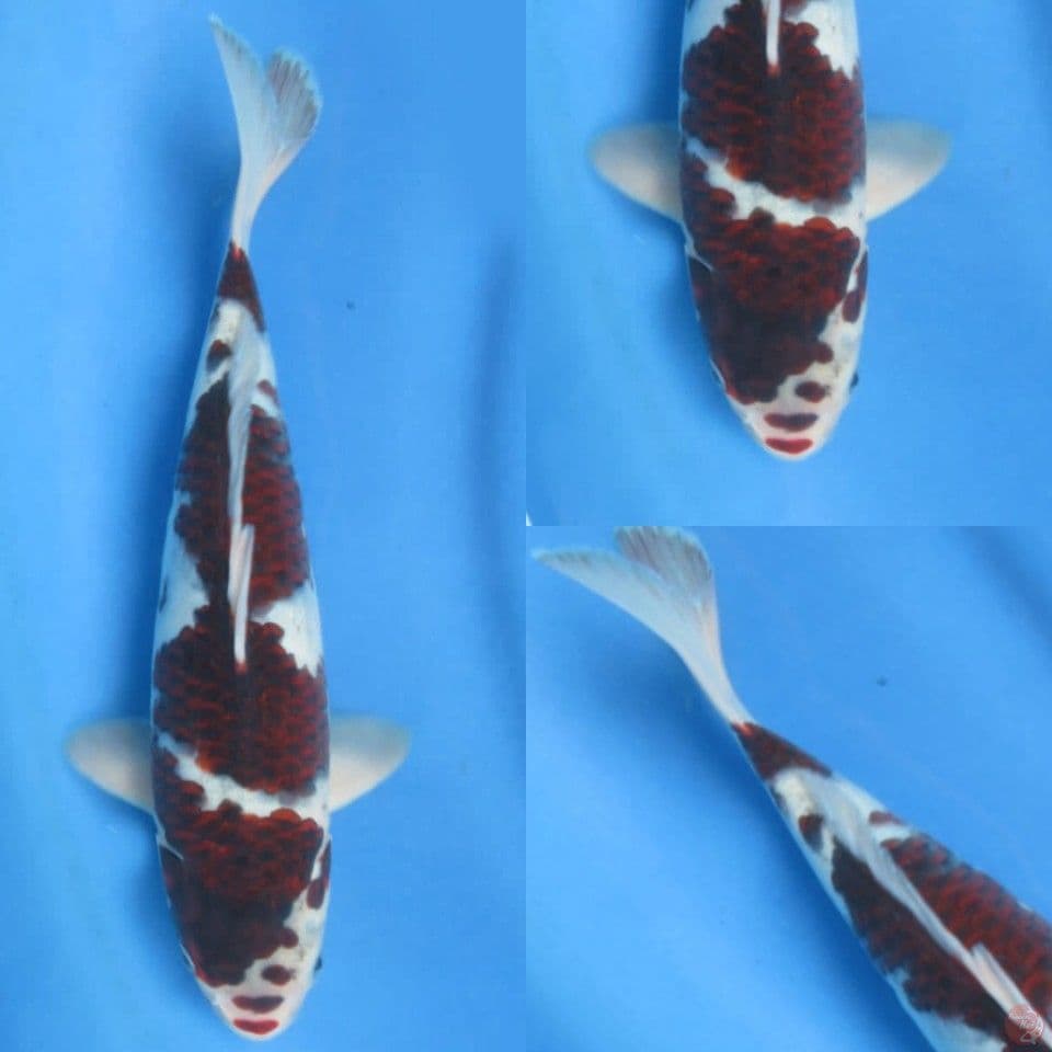 32cm, Budo koromo 