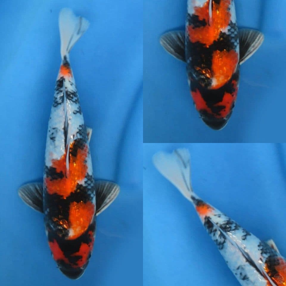 30cm, Showa ginrin full