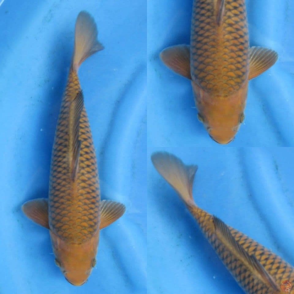37cm ,Chagoi Tembaga 