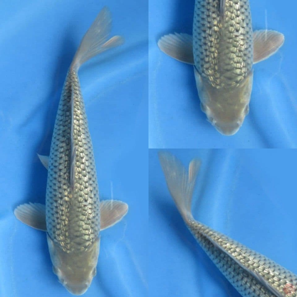 37cm, Soragoi ginrin