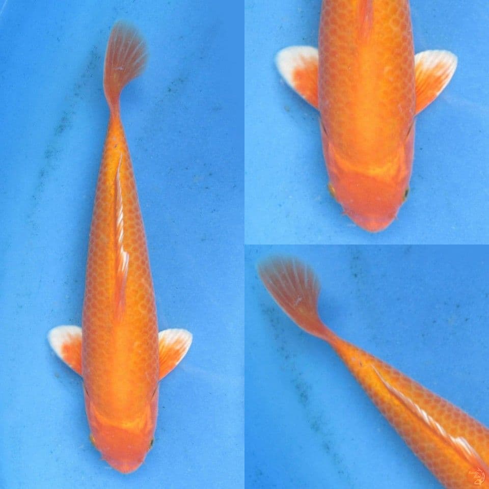 32cm, Orenji no bocor