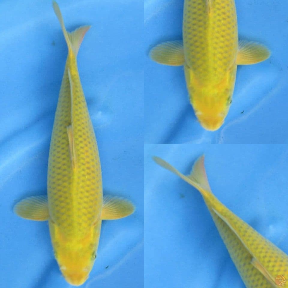 33cm, Midorigoi ijo