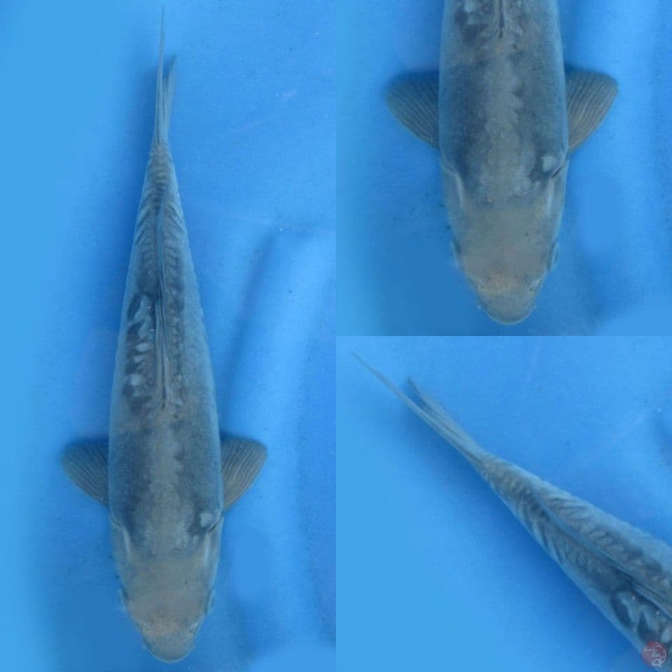 32cm, Soragoi doitsu