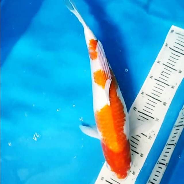 Kohaku joss 49cm super