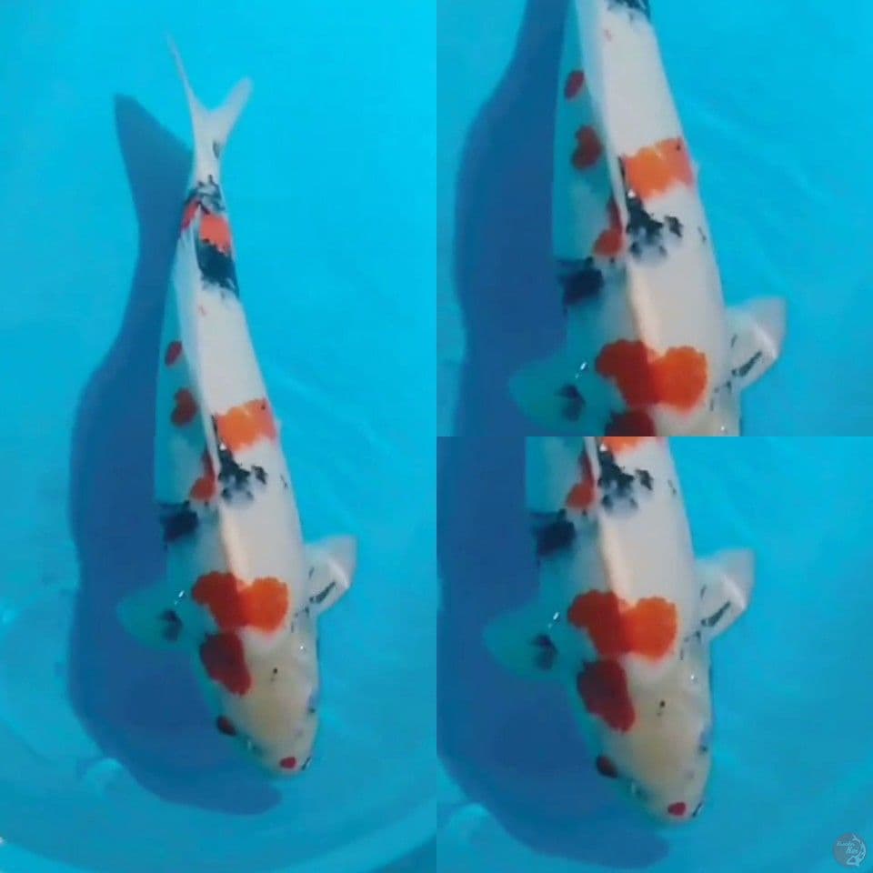 Kindai Showa 56 cm 