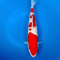 32cm kohaku