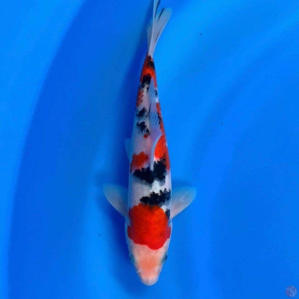 sanke 27cm male