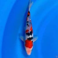 sanke 27cm male