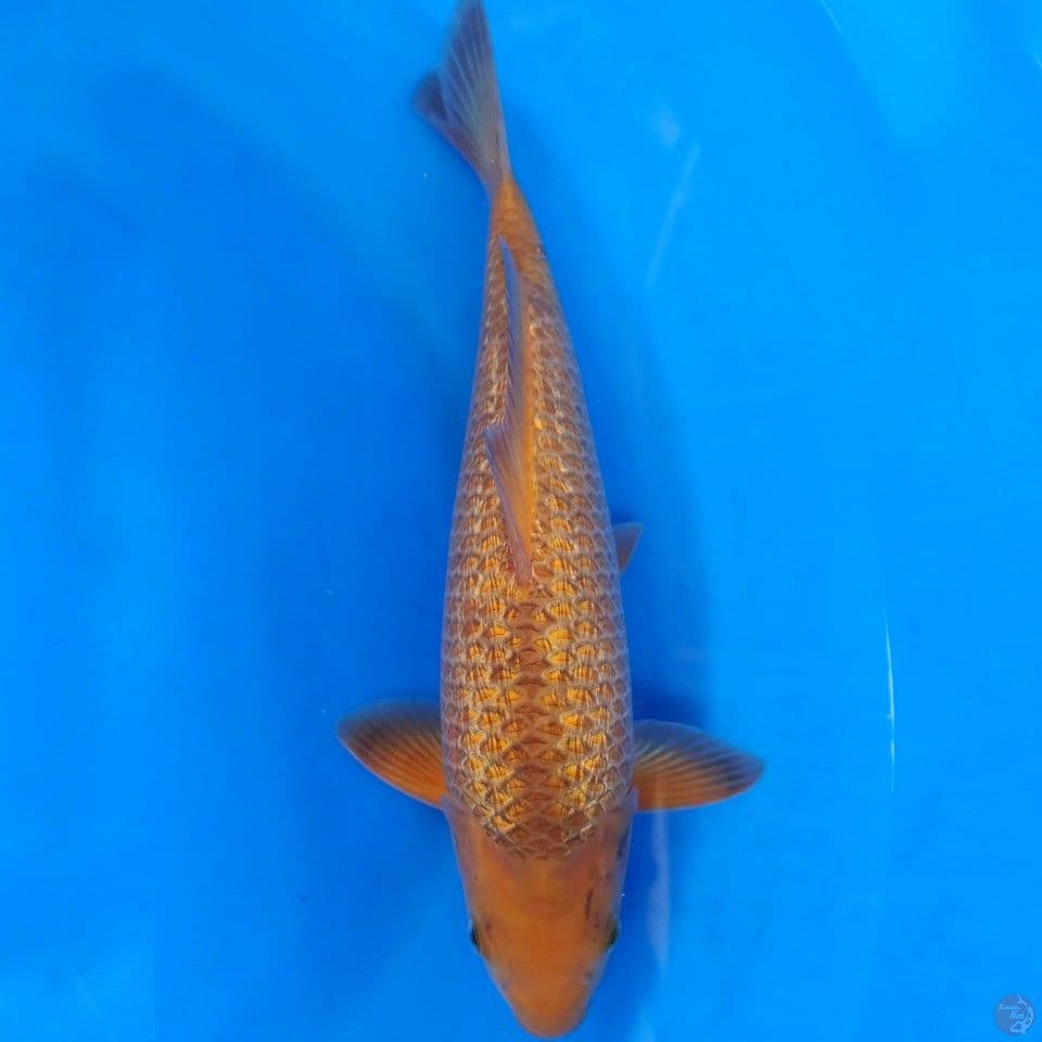 Caramel Ginrin
