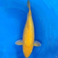 Karasi Ginrin