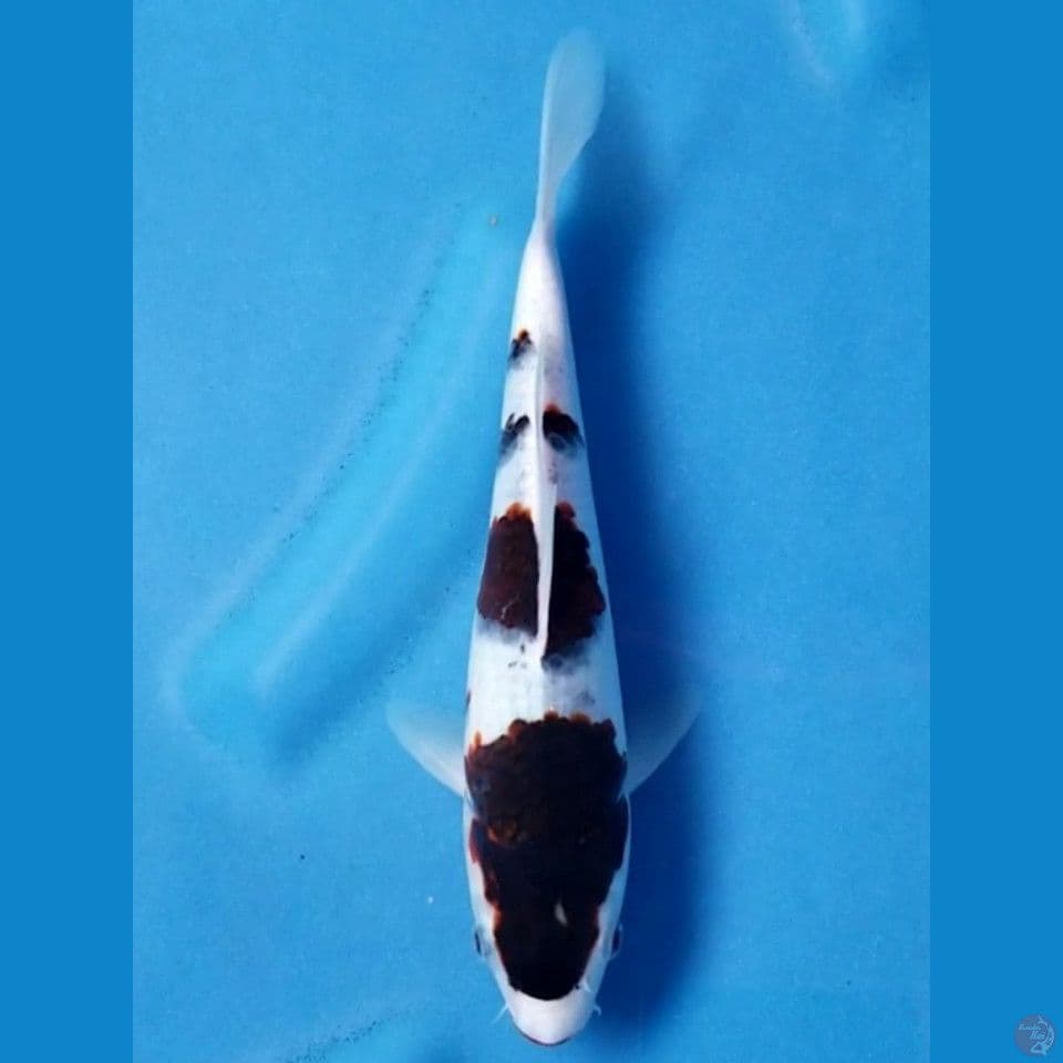 BUDHO GOROMO 24 CM