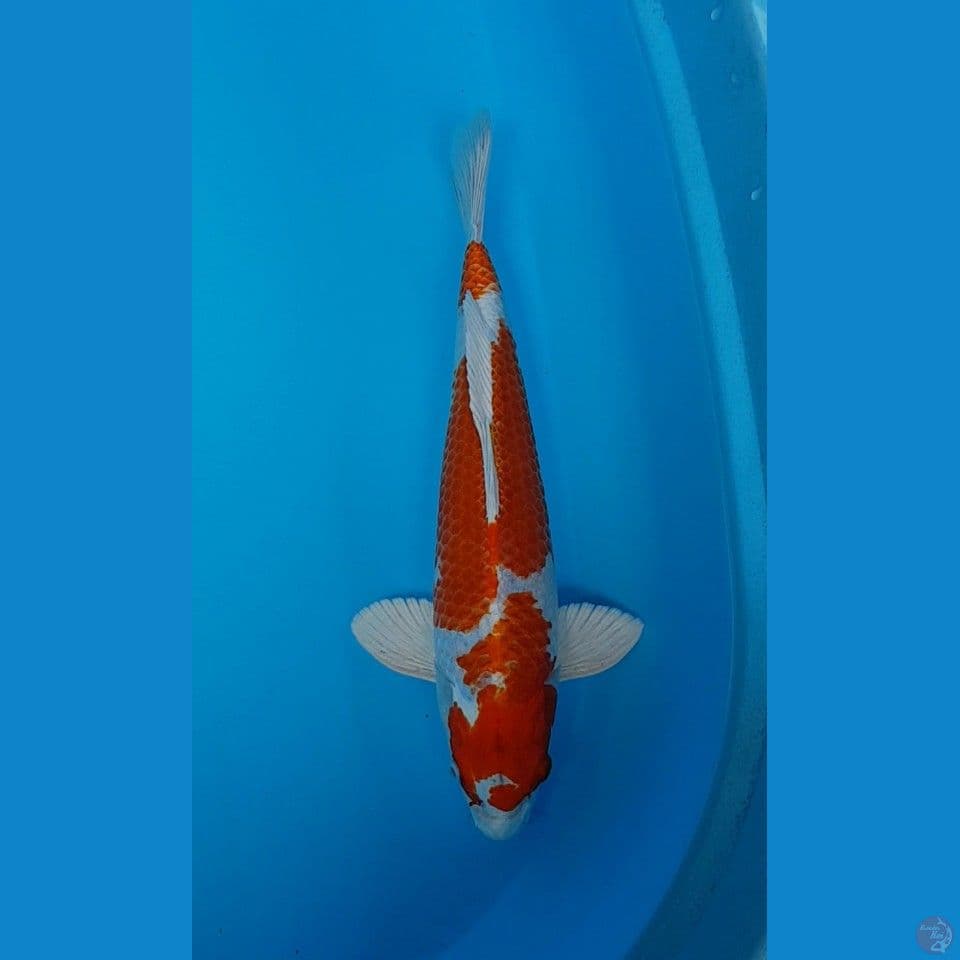 SAKURA OGON 34cm