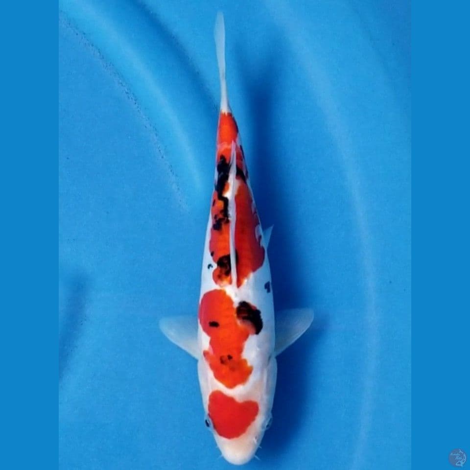 DOITSU SANKE 24 CM