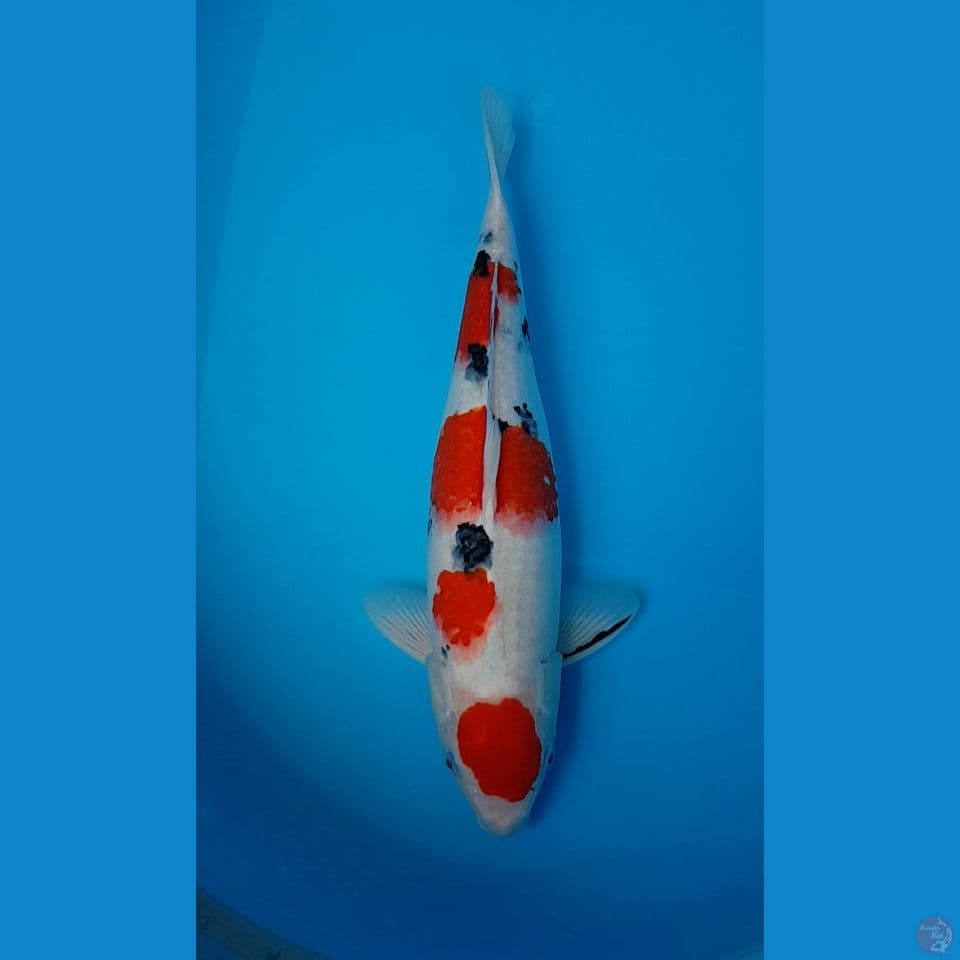 MARUTEN SANKE 45cm
