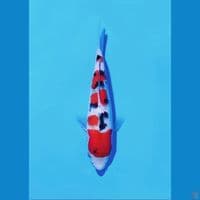 Sanke tategoi 20cm high high quality