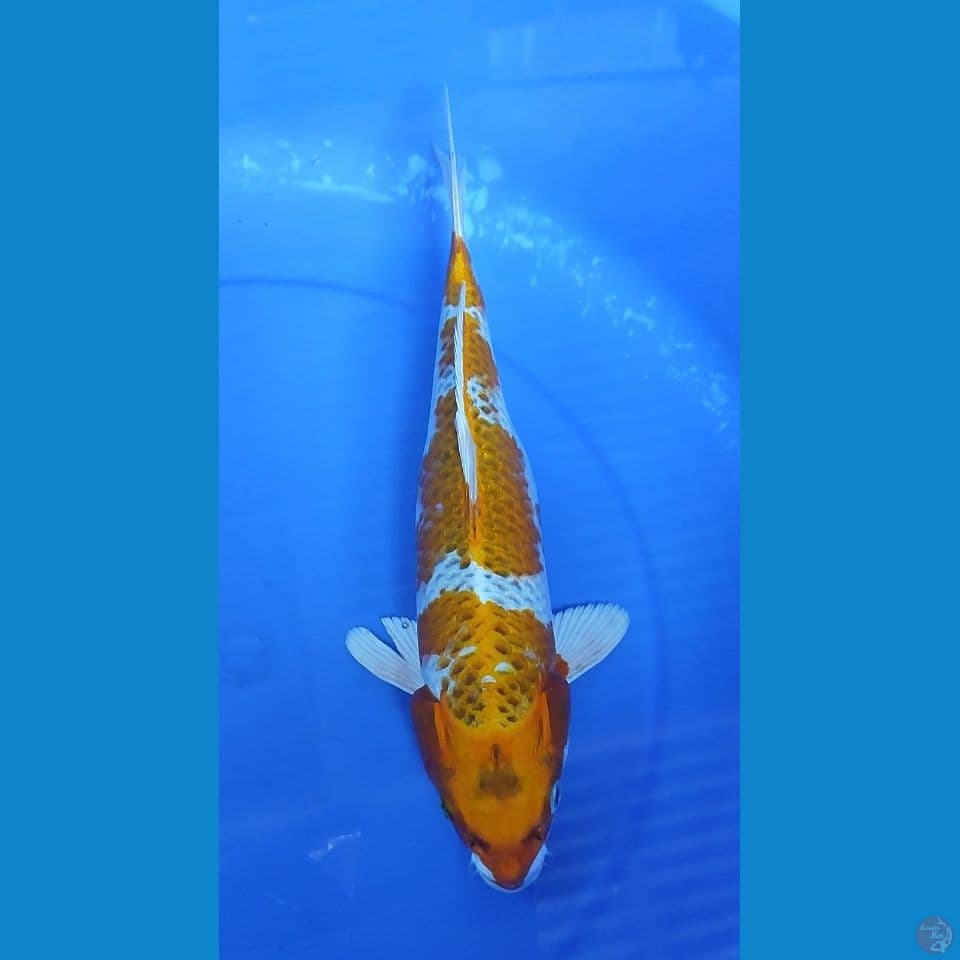 Kin Kujaku 31 cm FM