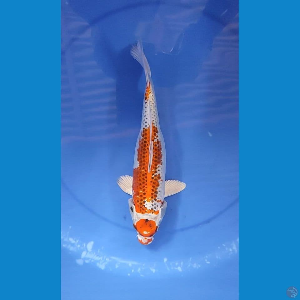 Maruten Kujaku 30 cm FM