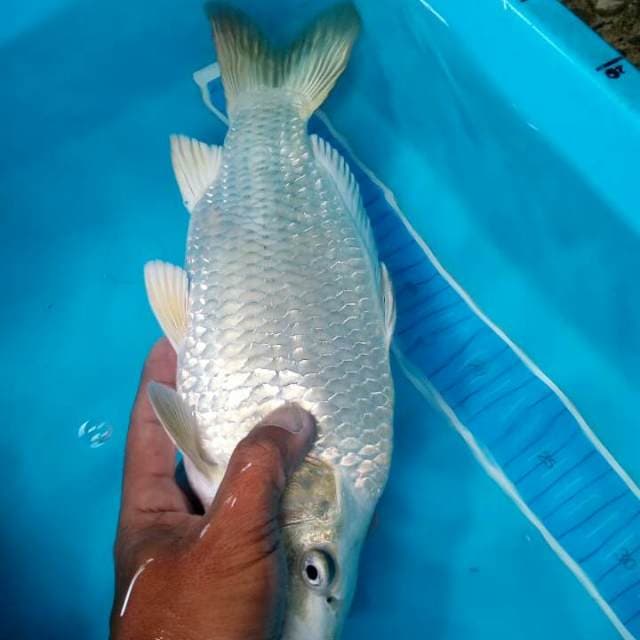 Mukashi punuk jos